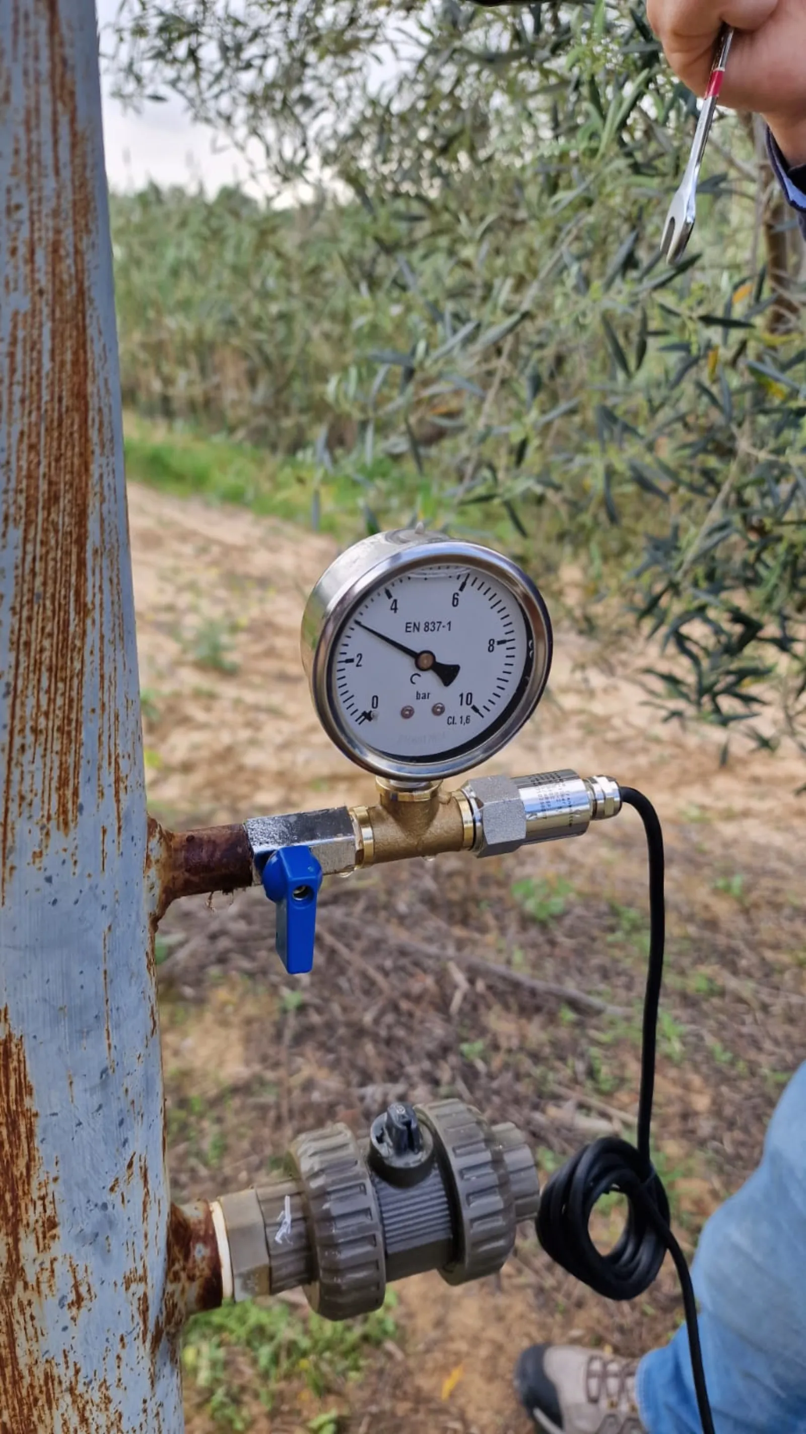 Técnico revisando el manómetro de presión instalado en la tubería del olivar