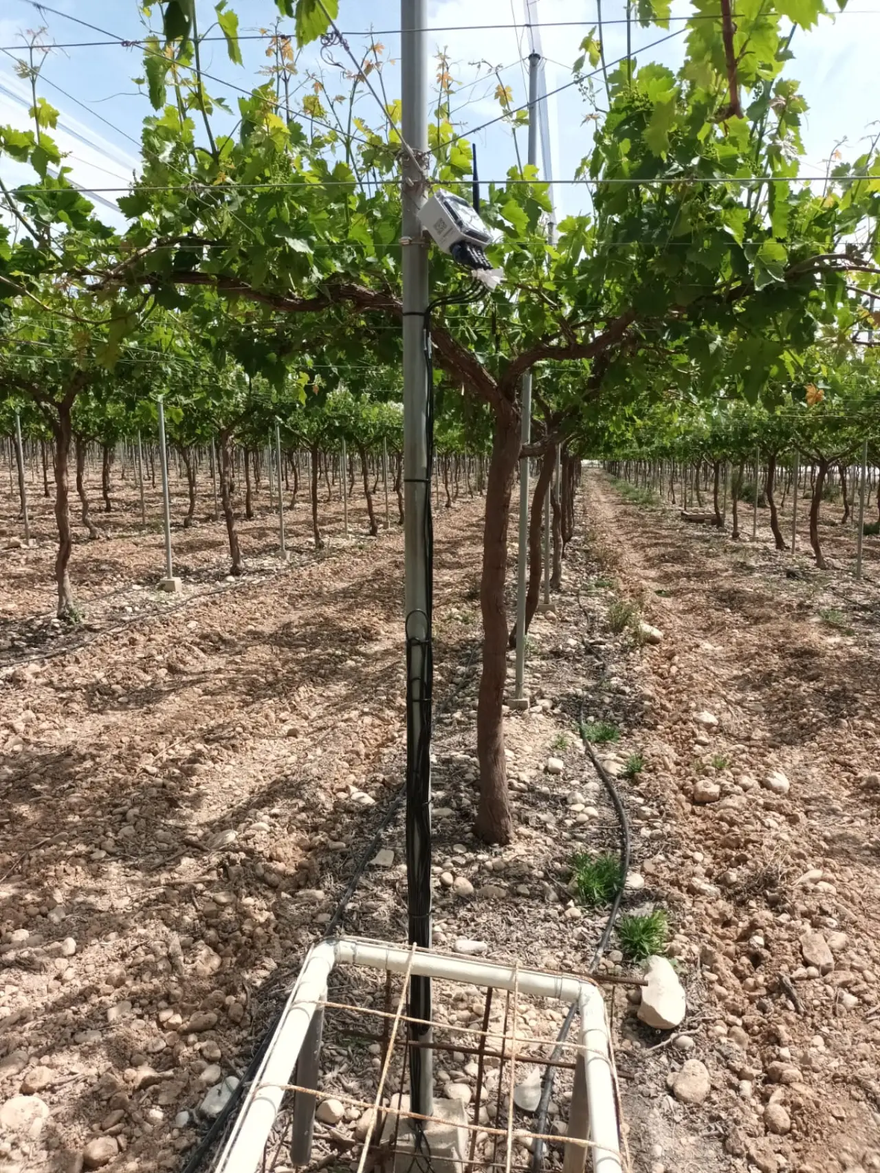 Datalogger montado en un mástil junto a las cepas de la viña