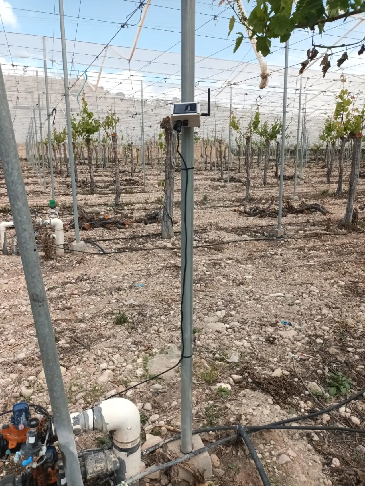 Estación de sensores instalada en la viña cubierta con malla antigranizo